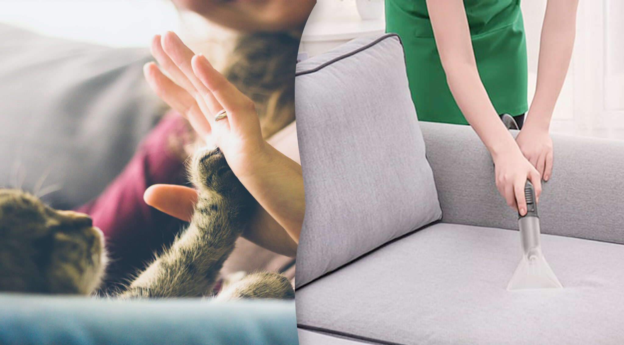 how-to-get-rid-of-cat-hair-like-cleaning-services-group